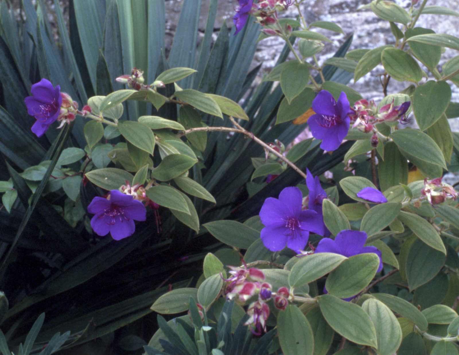 Princess Flower